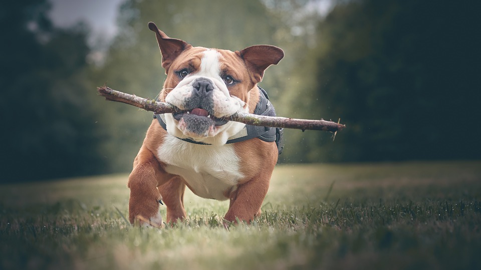 Dette skal du vide, inden du køber en hund